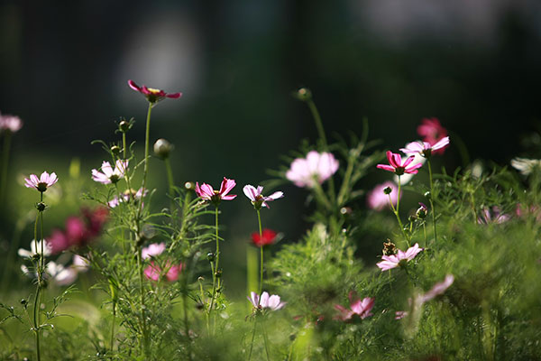 圣潔之花—格桑花在結核大院盛開