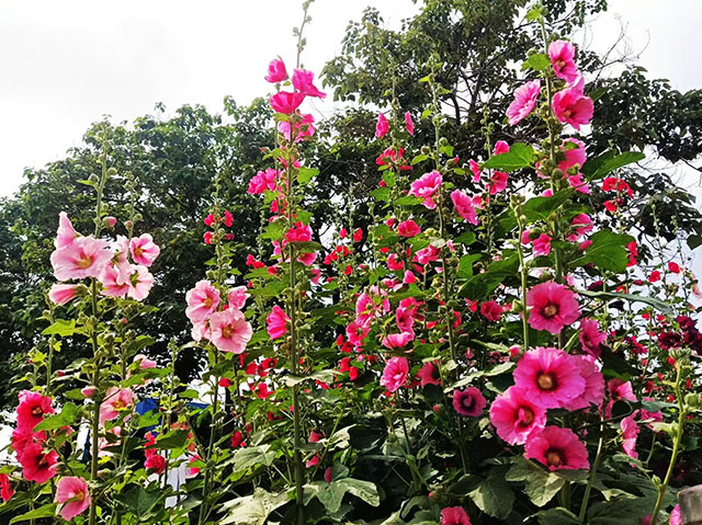 周娟：《熱烈的蜀葵花》.jpg